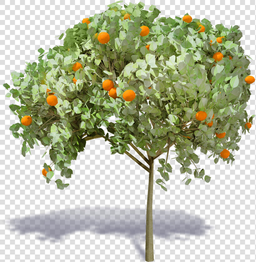 Orange Tree   Mandarin Orange  HD Png DownloadTransparent PNG