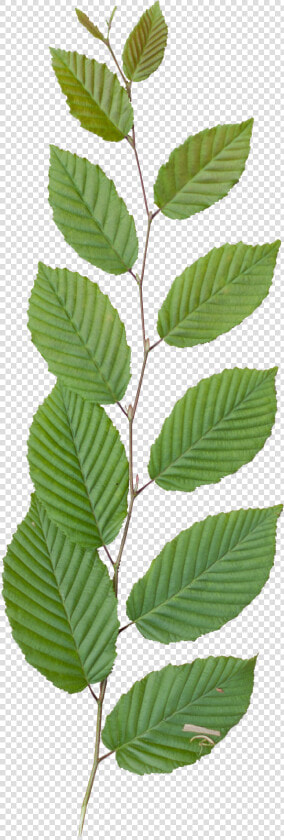 Vegetation Tree Branch 30   Tree Branch Texture Png  Transparent PngTransparent PNG