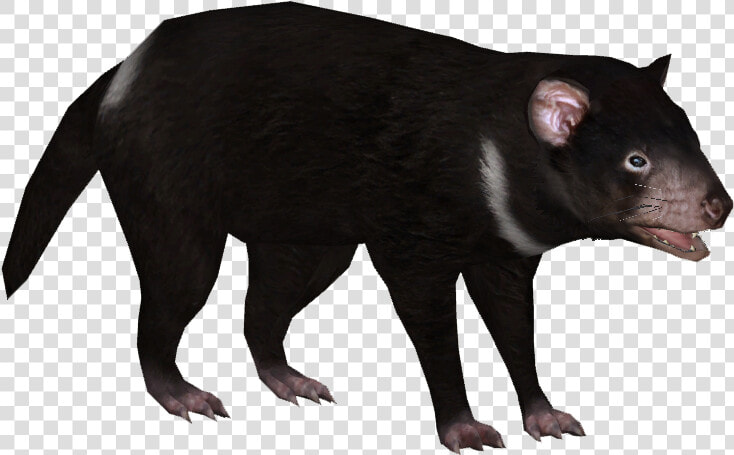 Tasmanian Devil Png 6 » Png Image   Tasmanian Devil No Background  Transparent PngTransparent PNG