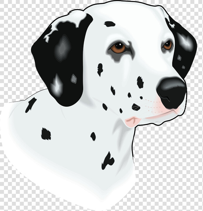 Head  Dog  Pet  Animal  Mammal  Spots  Breed   Imagenes De Cabeza De Perro  HD Png DownloadTransparent PNG