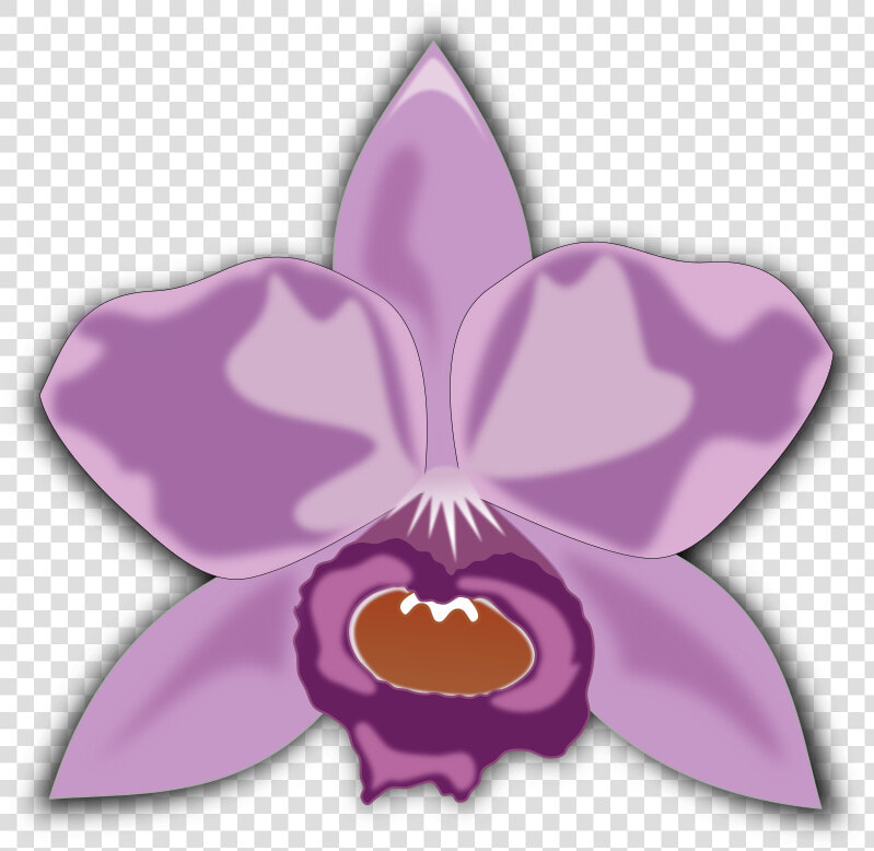 Cattleya   Cattleya Orchid Clipart  HD Png DownloadTransparent PNG