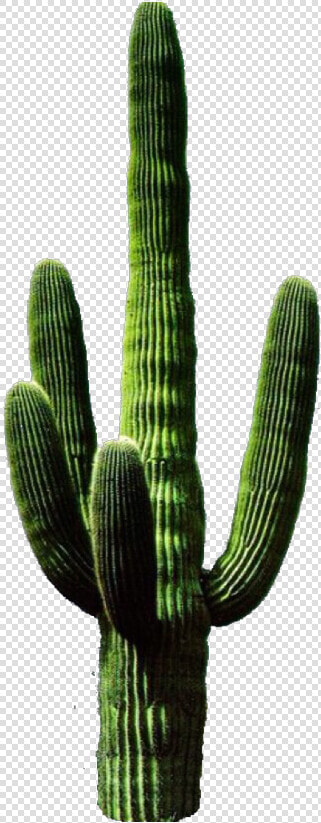 Saguaro Png   Pictures   Cactus Png  Transparent PngTransparent PNG