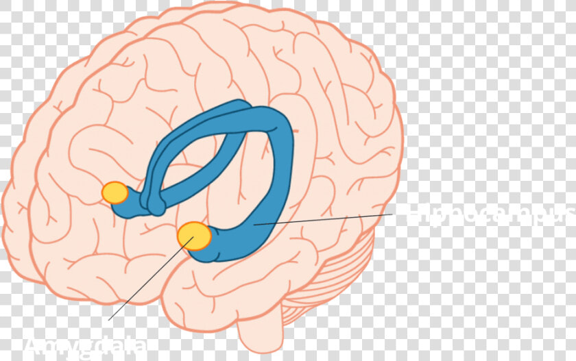 Amygdala And Hippocampus  HD Png DownloadTransparent PNG