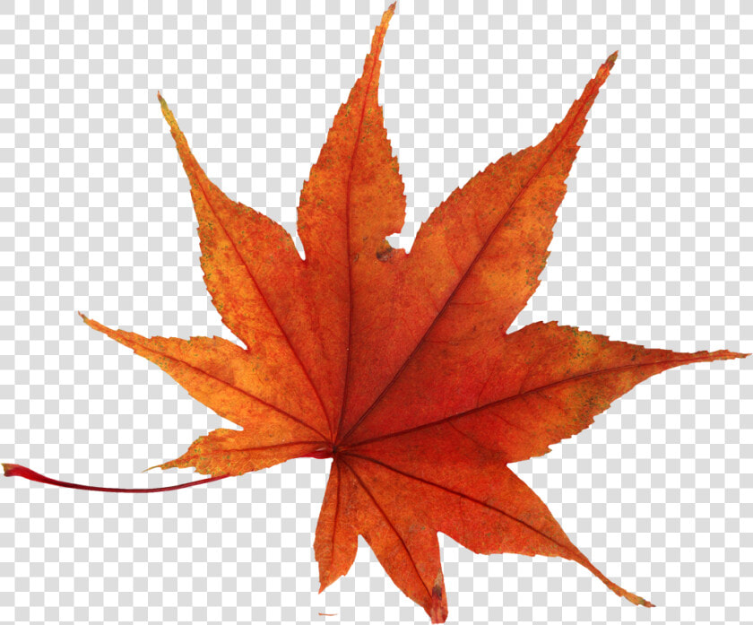 Autumn Leaf Png Image   Autumn Leaf Png Transparent Background  Png DownloadTransparent PNG