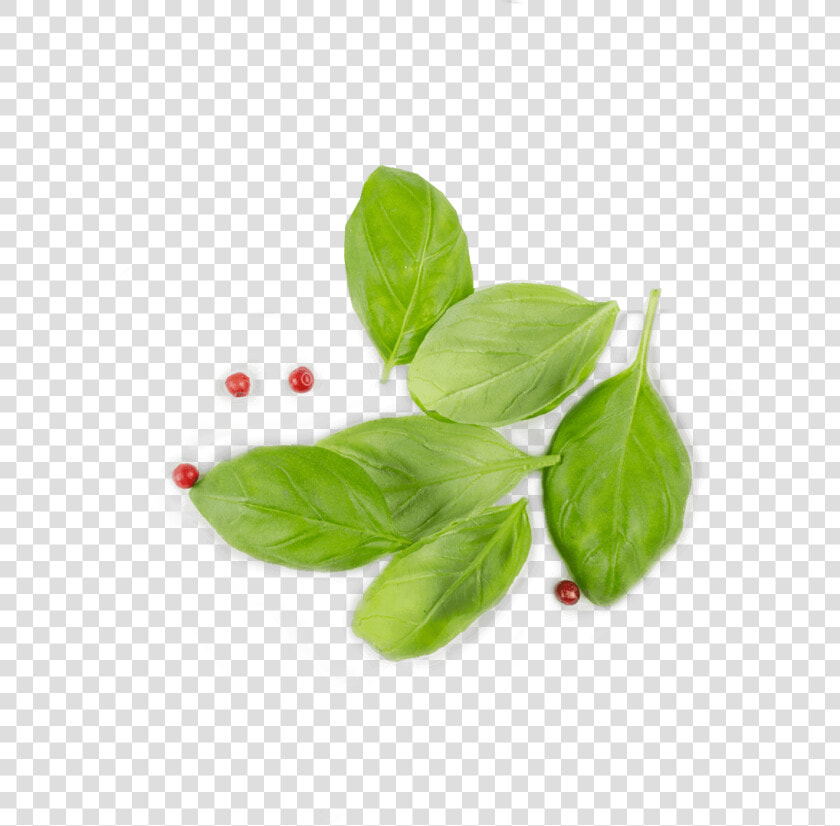 Basil From Top Png   Leaf Top View Png  Transparent PngTransparent PNG