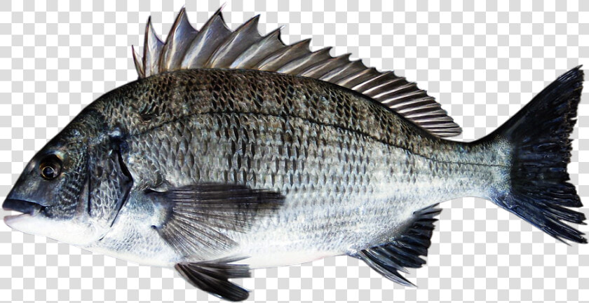 Sea Bream  Fish  Bream  Emotional Condom  Black Porgy   Sea Bream Png  Transparent PngTransparent PNG