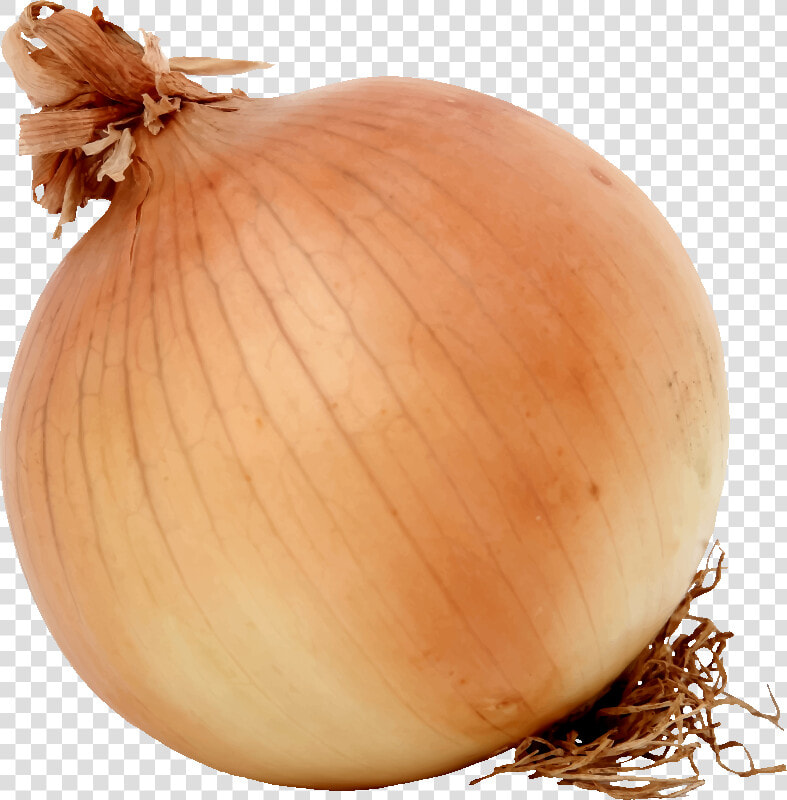 Onion food winter Squash   Onion Clipart  HD Png DownloadTransparent PNG