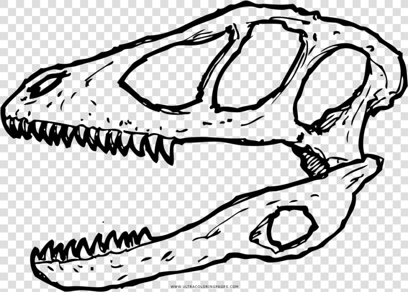 Deinonychus Skull Coloring Page   Skull  HD Png DownloadTransparent PNG