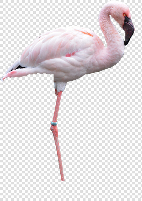  flamingo  png  nobackground   Png Flamingo  Transparent PngTransparent PNG