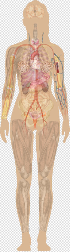 Transparent Muscular System Png   Human Diagram Without Labels  Png DownloadTransparent PNG