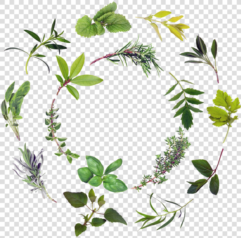 Herb Vector Thyme Huge Freebie Download For Powerpoint   Herbs Png  Transparent PngTransparent PNG