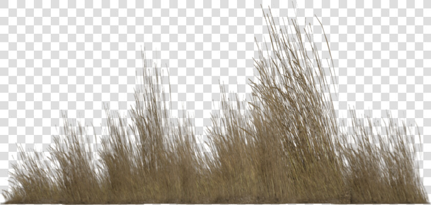 Tall Grass Png   Transparent Background Tall Grass Png  Png DownloadTransparent PNG