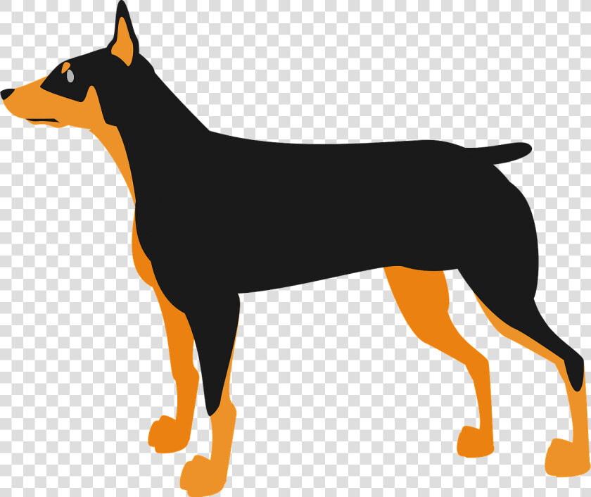 Doberman Pinscher Dog Animal Clipart   Dobermann  HD Png DownloadTransparent PNG