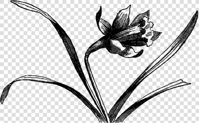 Digital Stamp Design Wildflower   Lily Family  HD Png DownloadTransparent PNG