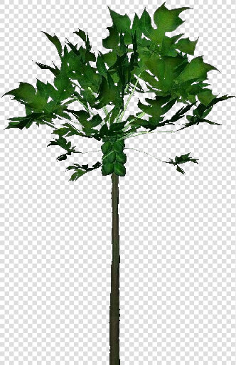 3d Trees   Papaya   Acca Software   Plane  HD Png DownloadTransparent PNG