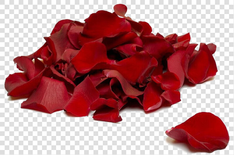 Falling Rose Petals Transparent Background   Rose Petals  HD Png DownloadTransparent PNG