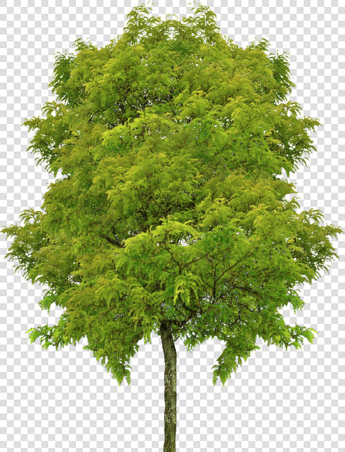 Transparent Trees Perspective Png  Png DownloadTransparent PNG