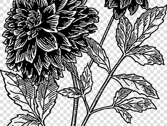 Drawing Flowers Dahlia   Black Dahlia Flower Drawing  HD Png DownloadTransparent PNG