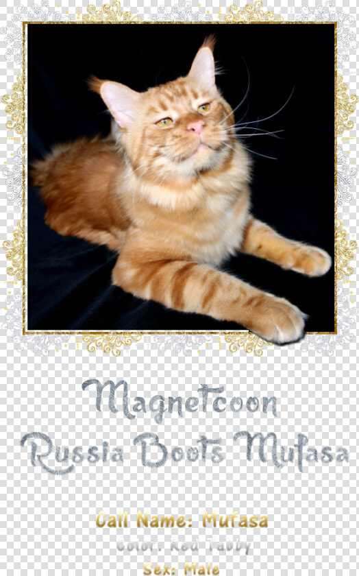 Mufasa   Tabby Cat  HD Png DownloadTransparent PNG