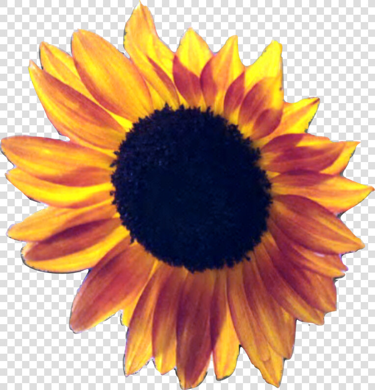 Sunflowers Png Red   Clear Background Sunflowers Transparent  Png DownloadTransparent PNG