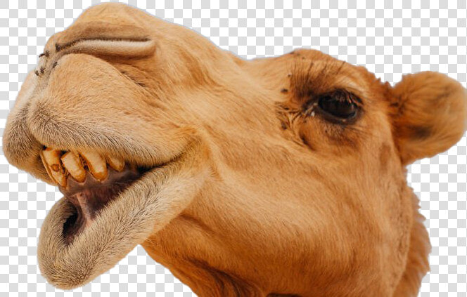 Camel Face Camels Funny  HD Png DownloadTransparent PNG