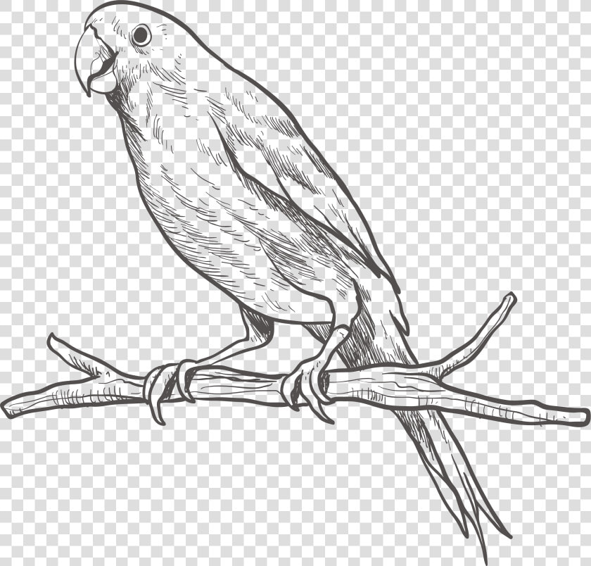 Parrot Bird Sketch On   Cute Sketch Of Parrot  HD Png DownloadTransparent PNG