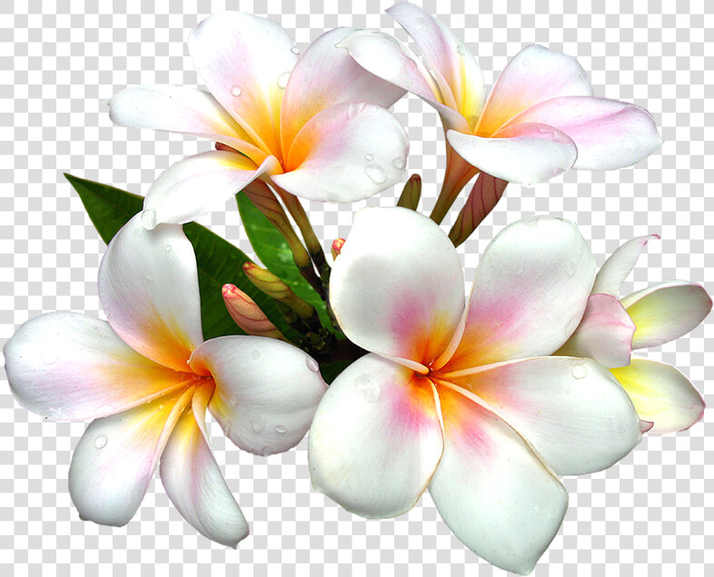 Yellow Exotic Flower Png Clipart Picture   White Flower Hd Png  Transparent PngTransparent PNG