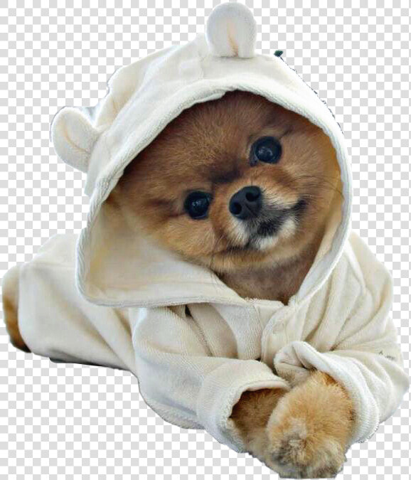  puppy  dog  pomeranian  petsandanimals  robe  cute   Cute Dog Png Hd  Transparent PngTransparent PNG