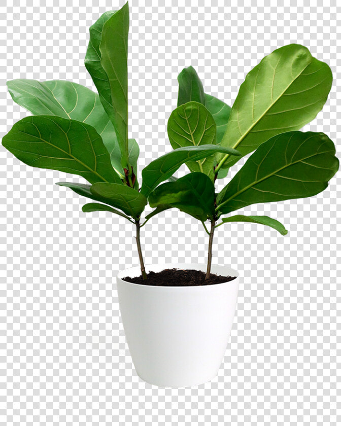 Flowerpot  HD Png DownloadTransparent PNG