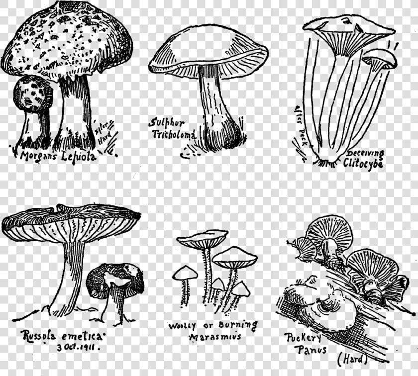 Muchroom Drawings Digital Collage Sheet Download Png   Agaricus  Transparent PngTransparent PNG