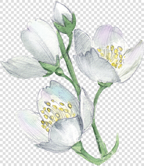 White Flower Plant Illustration   Freesia  HD Png DownloadTransparent PNG