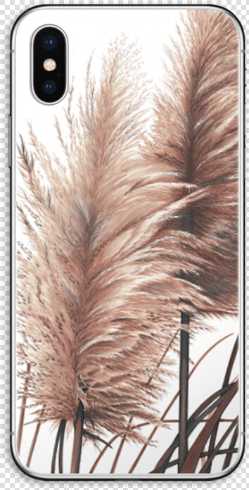 Pampas Grass Skin Iphone Xs   Pampas Grass High Res  HD Png DownloadTransparent PNG