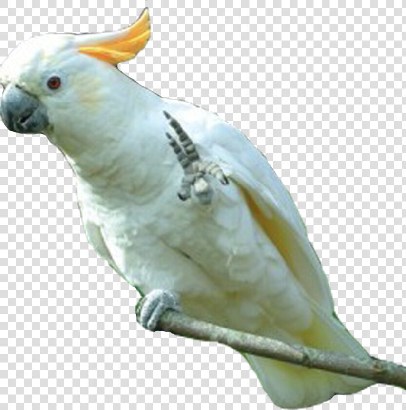 Png Parrot Photo   Png Of Cockatoo  Transparent PngTransparent PNG