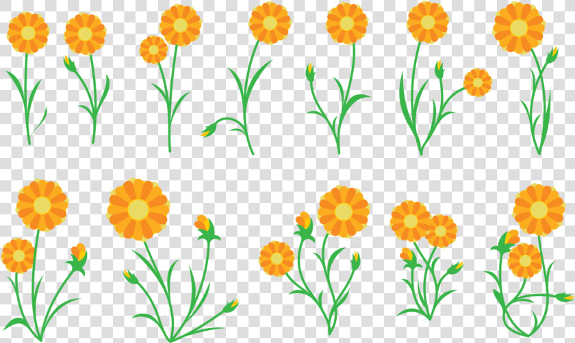 Calendula Vector De La Planta Descargue Gr225ficos   Calendula Vector  HD Png DownloadTransparent PNG