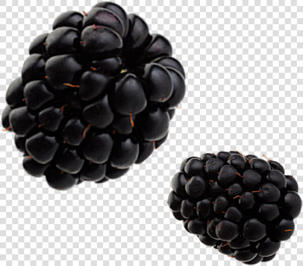 Berry Lovers   Blueberries   Blackberry  HD Png DownloadTransparent PNG