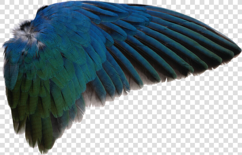 Bird Wing Png   Bird Wing Transparent Background  Png DownloadTransparent PNG