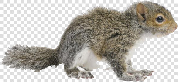 Squirrel Png Free Images   Eastern Gray Squirrel  Transparent PngTransparent PNG