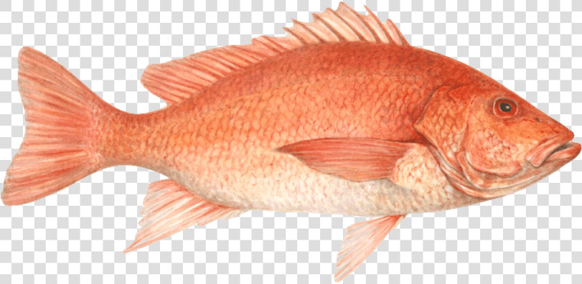 Red Snapper Png   Png Download   Red Snapper  Transparent PngTransparent PNG