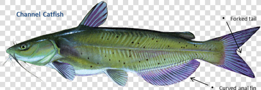 Channel Catfish  HD Png DownloadTransparent PNG