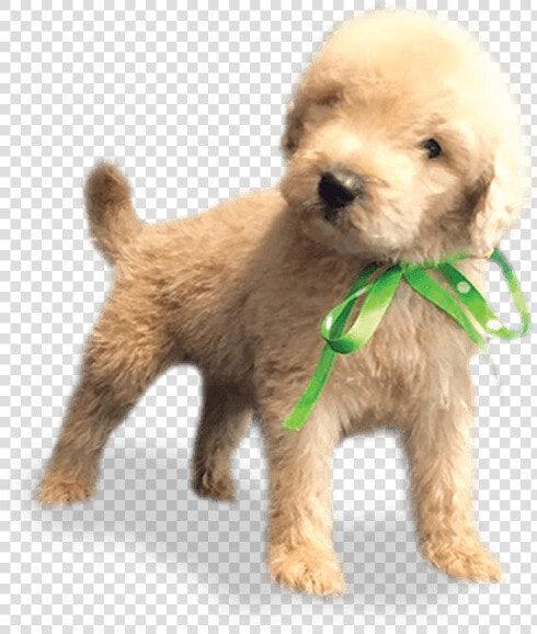 Cockapoo Miniature Poodle Schnoodle Goldendoodle Toy   Toy Poodle  HD Png DownloadTransparent PNG