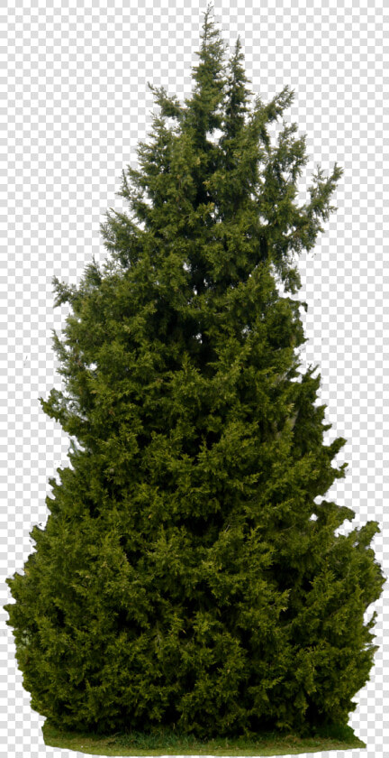 Realistic Tree Transparent Background Png   Bushes Png And Trees  Png DownloadTransparent PNG