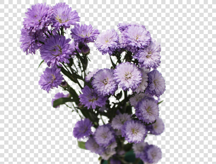 Aster Flowers Aster Flowers   Aster Flower Png  Transparent PngTransparent PNG