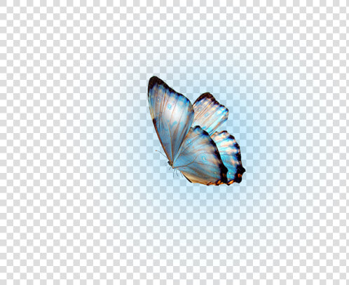 Glow Butterfly Png   Molduras  Transparent PngTransparent PNG