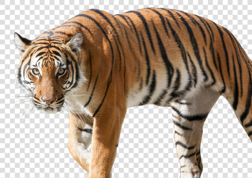 Siberian Tiger  Hd Png Download   Png Download   Siberian Tiger  Transparent PngTransparent PNG