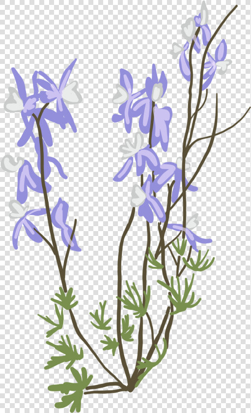 Delphinium Variegatum   Bellflower  HD Png DownloadTransparent PNG