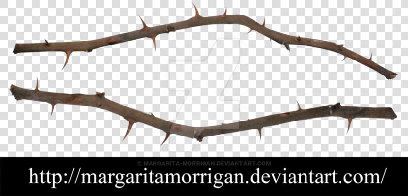 Rose Thorns Png Clip Transparent Stock   Thorns Of Roses Png  Png DownloadTransparent PNG