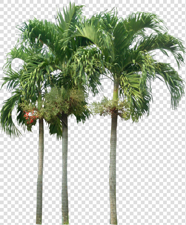 Tropical Plant Pictures   Palm Tree Elevation Png  Transparent PngTransparent PNG