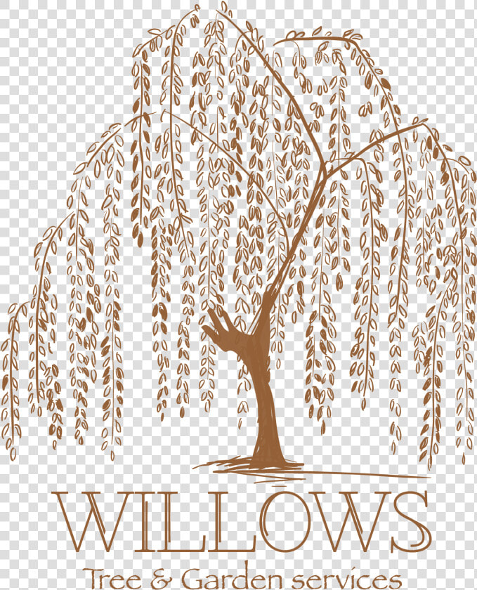 Transparent Willow Tree Png   Weeping Willow Tree Logo  Png DownloadTransparent PNG