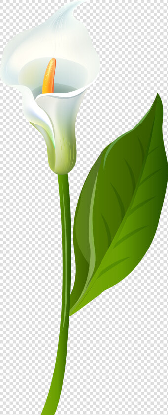 Leaf Flower Plant Stem Green   Calla Lily Clipart  HD Png DownloadTransparent PNG