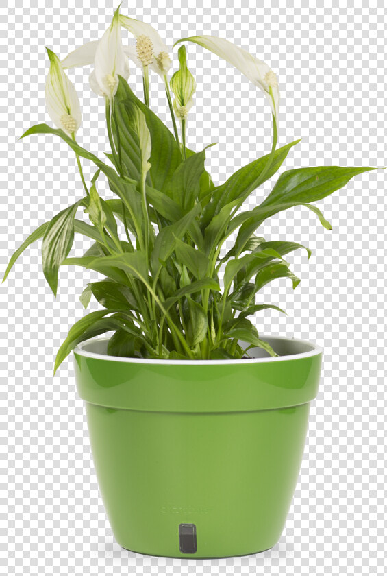 Flowerpot  HD Png DownloadTransparent PNG